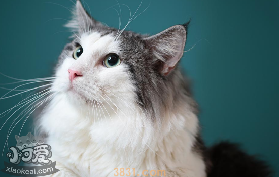 猫咪喜欢主人的表现 猫咪对你做出下面6点就不要离开它了!(图2)
