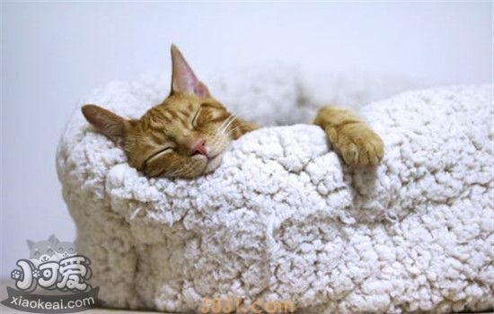 猫可以吹空调吗 猫咪吹空调应该注意什么(图1)