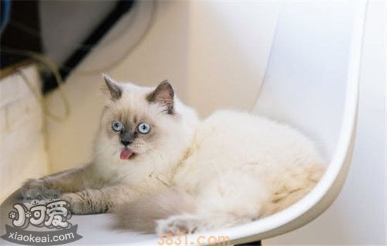 猫咪空调病的症状是什么 猫咪得了空调病该怎么办(图1)