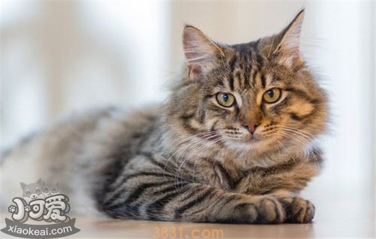 猫咪乱撒尿是怎么回事 如何解决猫咪乱撒尿(图1)