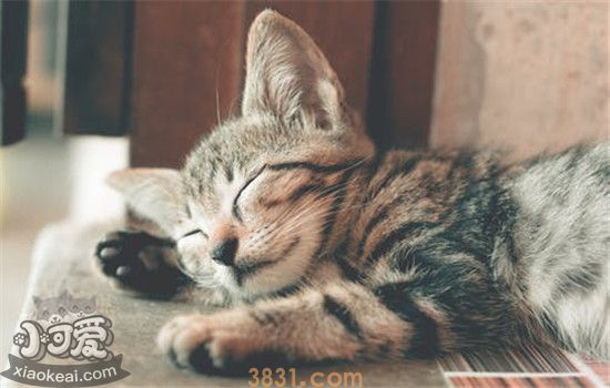 猫咪乱撒尿是怎么回事 如何解决猫咪乱撒尿(图2)