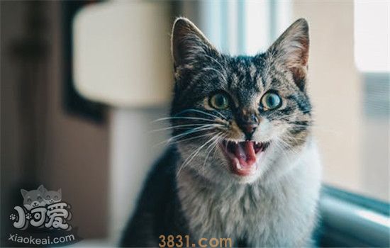 驱蚊产品会让猫咪中毒吗 驱蚊产品对猫咪有致命伤害(图2)