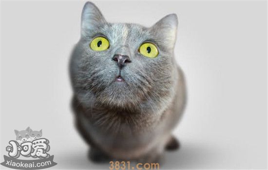 驱蚊产品会让猫咪中毒吗 驱蚊产品对猫咪有致命伤害(图1)