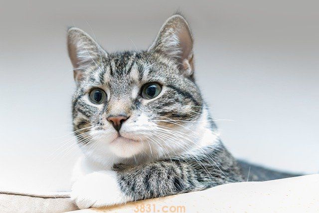 驱蚊剂对猫有害吗 驱蚊产品为什么对猫咪有害(图1)