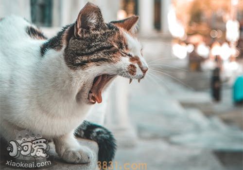 猫会得牙结石吗 猫咪得牙结石有什么危害(图1)