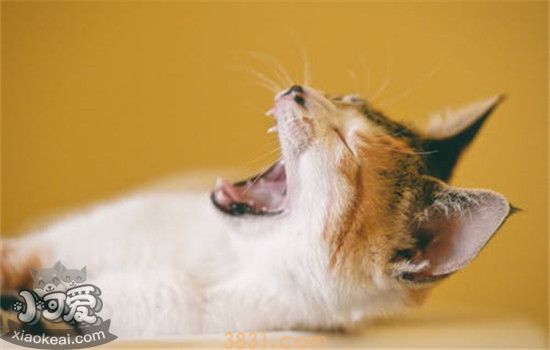 猫会得牙结石吗 猫咪得牙结石有什么危害(图2)