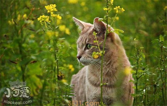 猫咪为什么会吃草 什么植物猫咪不能吃(图1)