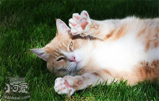 猫咪为什么会吃草 什么植物猫咪不能吃(图2)