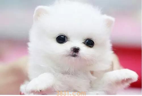 养茶杯犬是心理变态吗 没有买卖就没有伤害!(图2)