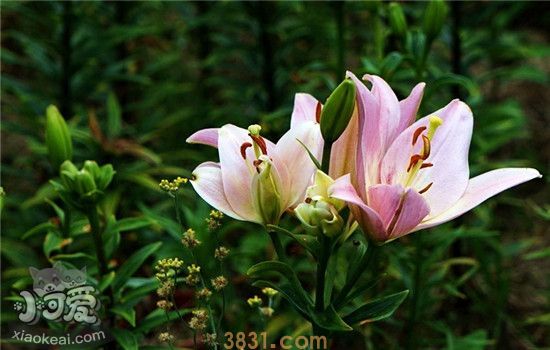养猫千万不能养的植物 绿植虽好但不要乱养(图1)