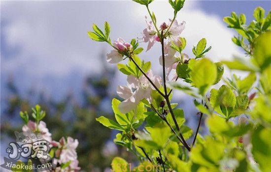 养猫千万不能养的植物 绿植虽好但不要乱养(图2)