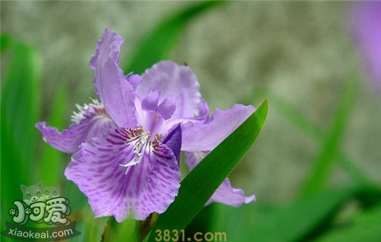 养猫千万不能养的植物 绿植虽好但不要乱养(图4)
