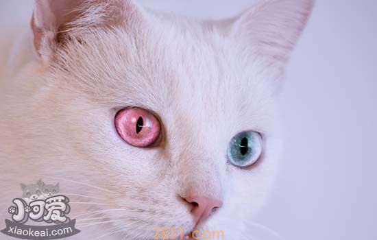 猫咪便秘了怎么办 猫咪便秘应该怎么治疗(图1)
