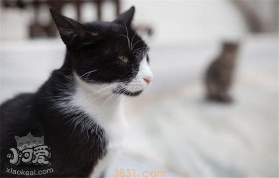 猫咪呕吐有哪些原因 以下几种治疗方法你明白吗(图1)
