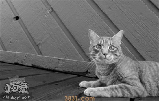 猫咪呕吐的三个原因 如何解决猫咪呕吐你知道了吗(图1)