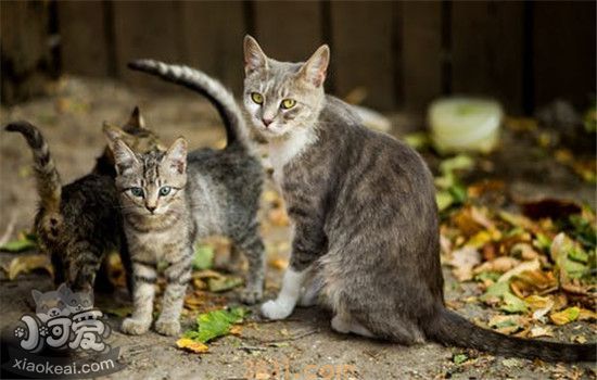 猫咪呕吐带血丝是为什么 猫咪出现这些症状要及时送医(图1)