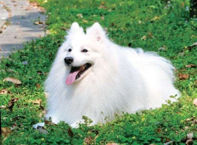 银狐犬多少钱一只 精灵一样的狗狗谁不爱!(图2)