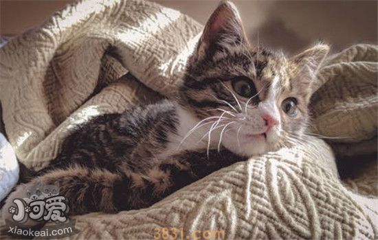猫咪呕吐是怎么回事 猫咪呕吐要如何处理(图1)