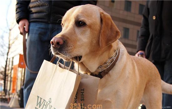 金毛犬多少钱一只 给你最全面的参考价格(图1)