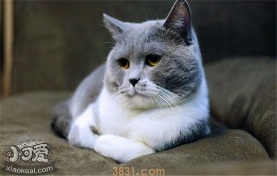 猫咪呕吐是怎么回事 猫咪呕吐要如何处理(图2)