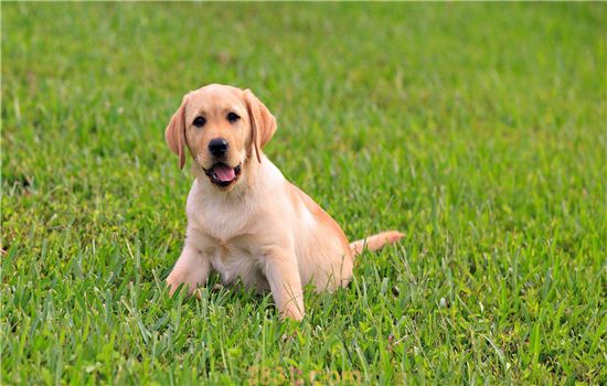 金毛犬多少钱一只 给你最全面的参考价格(图2)