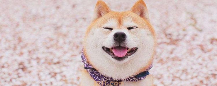 哪里有柴犬卖 这里最容易买到星期狗!(图1)