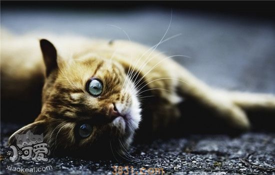 猫咪突然呕吐的三大原因 猫咪呕吐后要注意什么事项(图1)