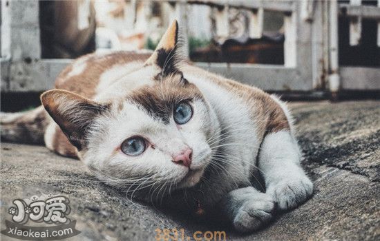 猫咪突然呕吐是为什么 猫咪呕吐的原因有哪些(图1)