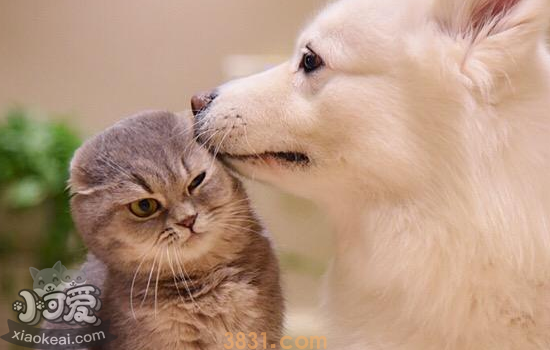 猫太胆小了怎么办 锻炼猫咪社交能力要从幼年开始(图2)