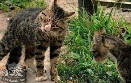 家里养两只猫总是打架 要分开饲养吗(图2)