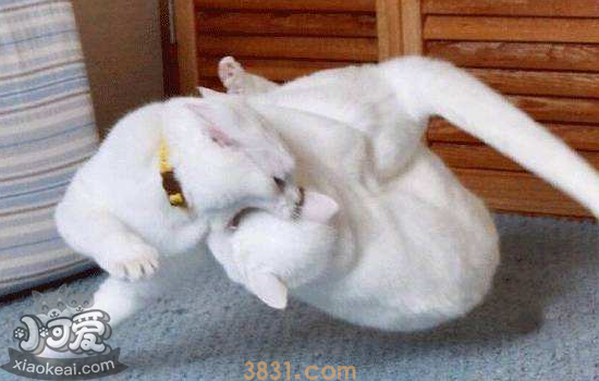 家里养两只猫总是打架 要分开饲养吗(图1)