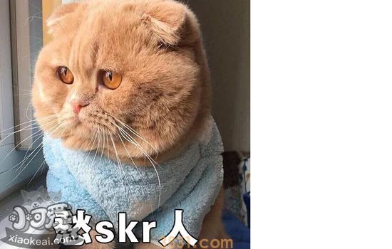 猫不用猫砂怎么办 那是你护理不正确(图1)