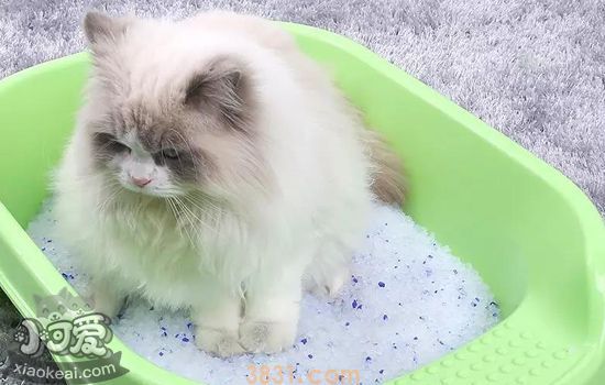 猫不用猫砂怎么办 那是你护理不正确(图2)