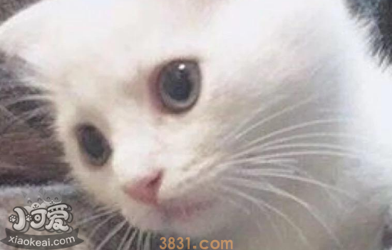 猫犯错误怎么教训 教你如何正确惩罚猫咪(图1)