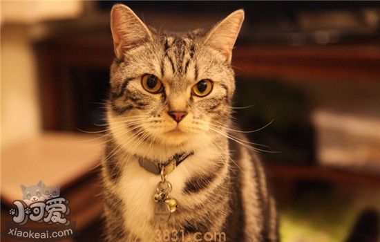 猫为什么会得猫口炎 猫口炎有什么特征(图1)