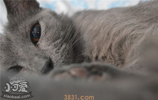 猫口炎是什么 猫口炎的发病原因是什么(图1)