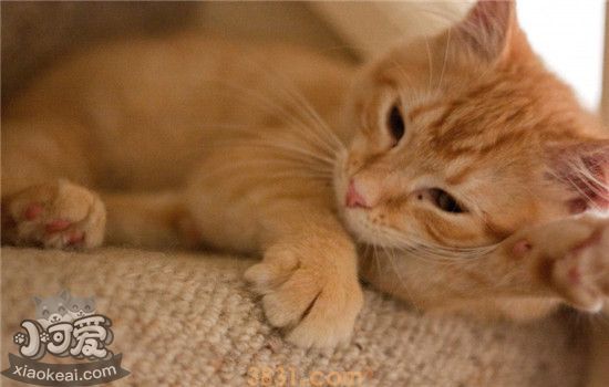 猫咪口炎的症状是什么 猫咪得了口炎要如何治疗(图1)