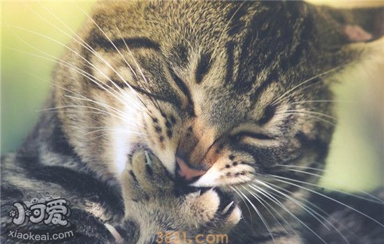 猫咪口炎的发病原因是什么 如何有效的预防口炎(图1)