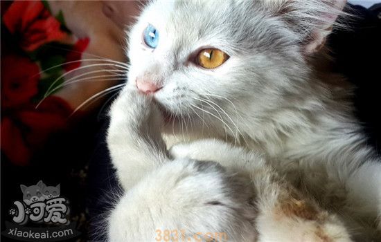 猫咪口炎是什么 猫咪得了口炎的症状你知道吗(图1)