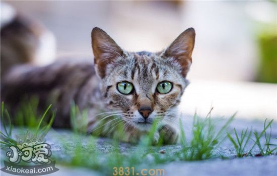 猫咪口炎是什么 猫咪得了口炎的症状你知道吗(图2)