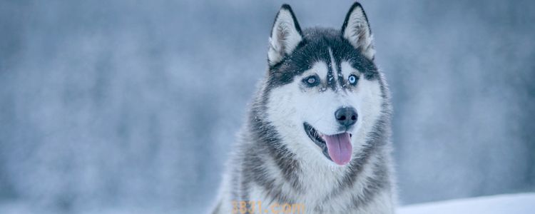 哈士奇学名 都快忘了它也是工作犬了!(图1)