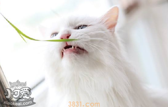 猫异食癖怎么解决 猫异食癖是缺什么吗?(图1)