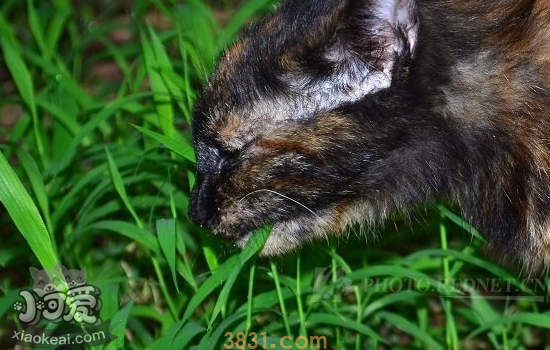 猫异食癖怎么解决 猫异食癖是缺什么吗?(图2)