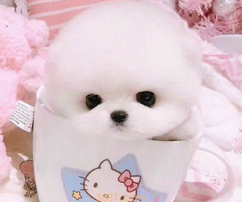 茶杯犬背后的血腥 看完你还想养这样脆弱的生灵吗?(图4)