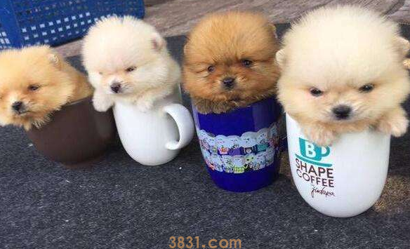 茶杯犬背后的血腥 看完你还想养这样脆弱的生灵吗?(图3)