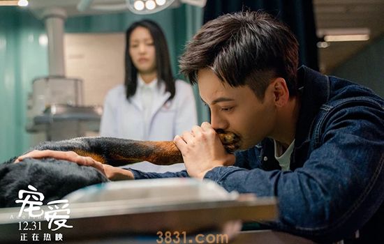 宠爱里的豪七是什么品种 有着让陈伟霆赞叹的演技(图1)
