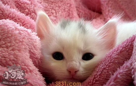 猫咪抑郁症的表现是什么 猫咪为什么会患上抑郁症(图1)