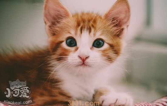 猫到处乱拉尿怎么办 猫砂盆选对了吗(图1)