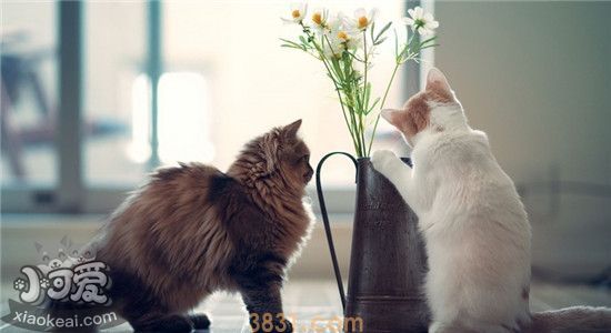 猫不能吃什么东西 这四种东西对猫咪来说很危险(图2)