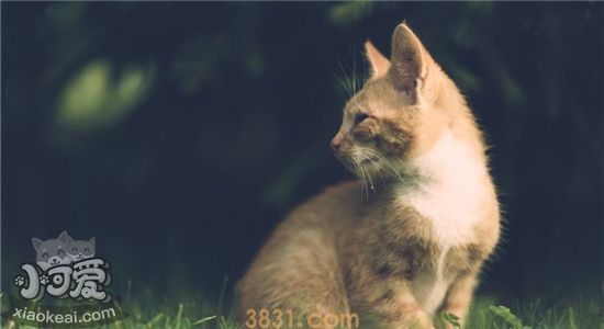 猫不能吃什么东西 这四种东西对猫咪来说很危险(图1)